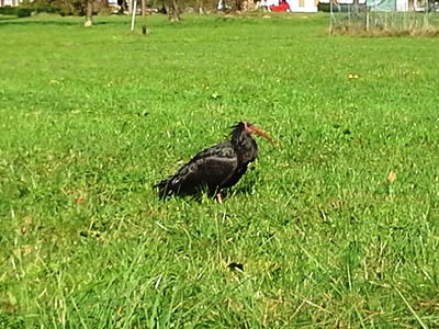 ibis eremita2 picc